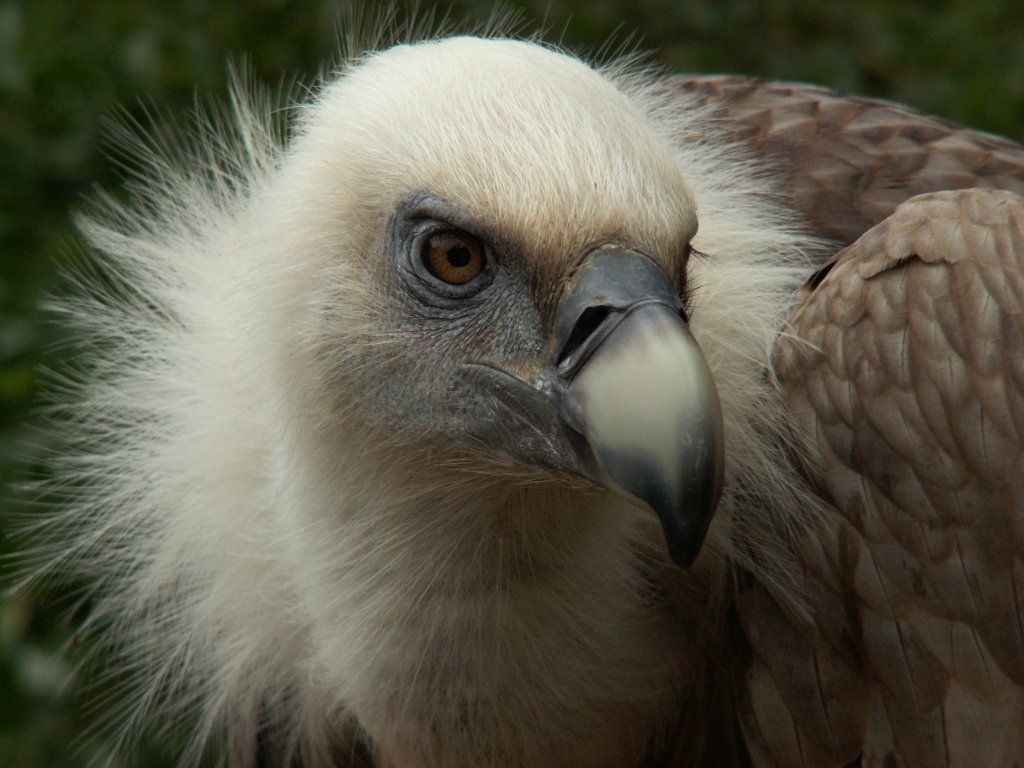 Griffon Vulture Head Close Up Wallpaper Birds
