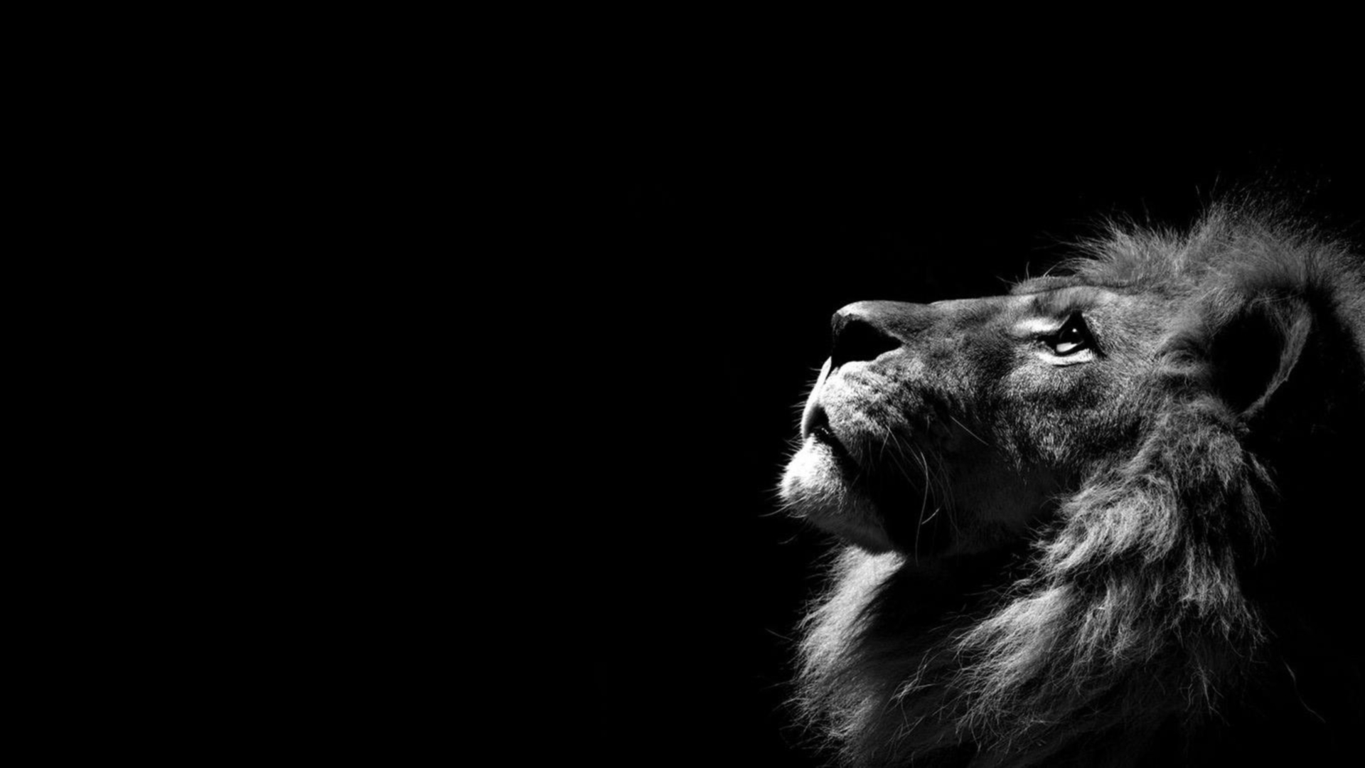 Lion Black And White HD Desktop Background Wallpaper