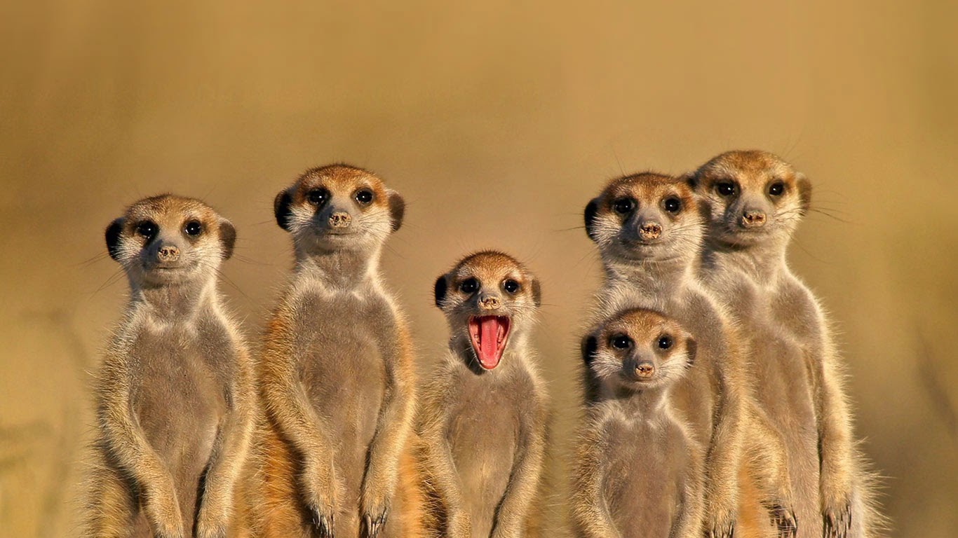 Bing Fotos Meerkats In Botswana Nico Smit Rex Features