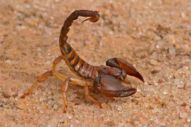Best Wallpaper Scorpions