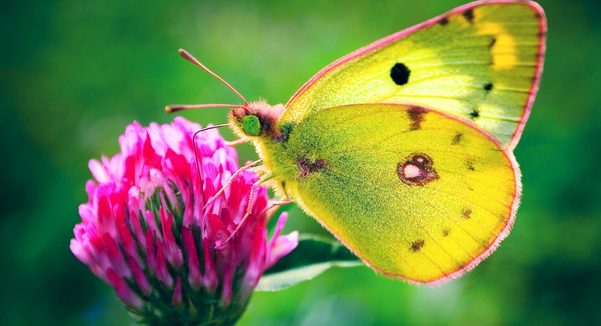 Free butterfly wallpapers download Toptenpackcom 1920x1040
