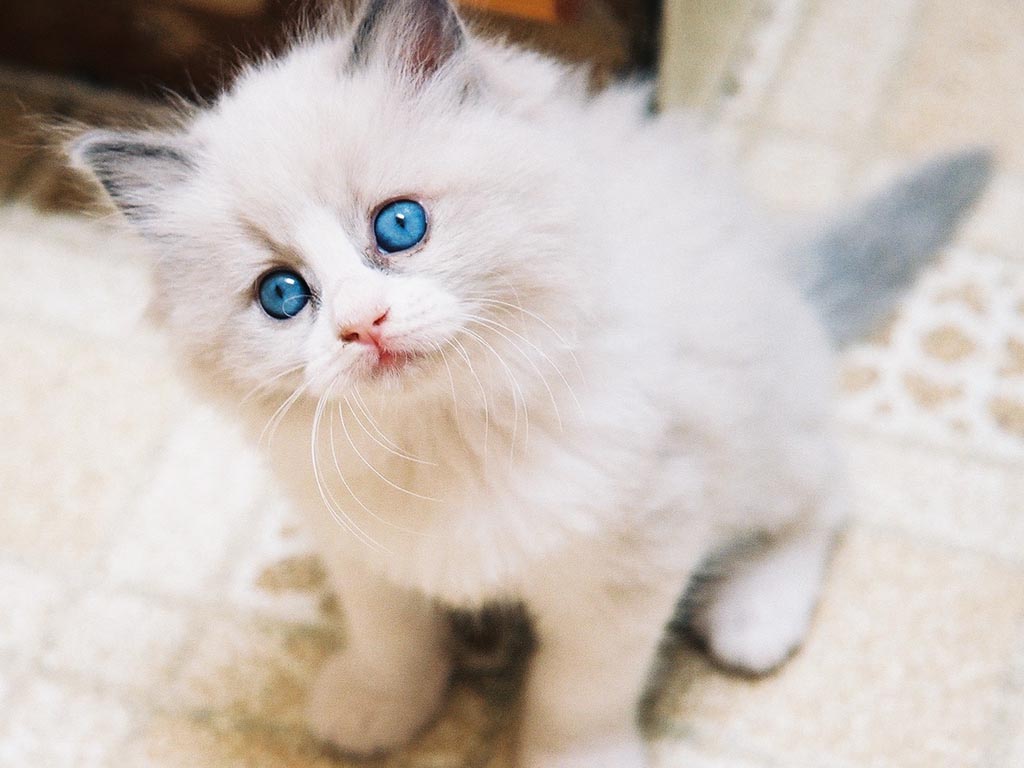 Fascinating Articles And Cool Stuff Cute Kittens Wallpaper