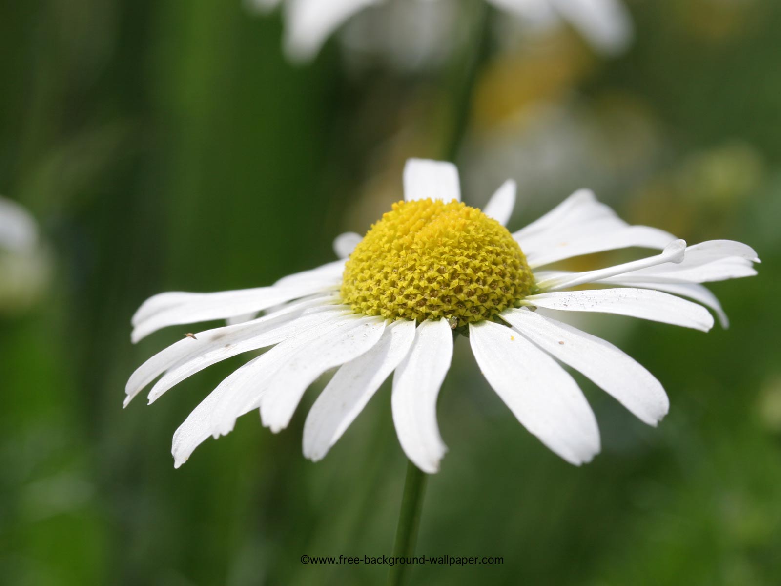 In Flowers Close Up White Daisy Flower Background Wallpaper