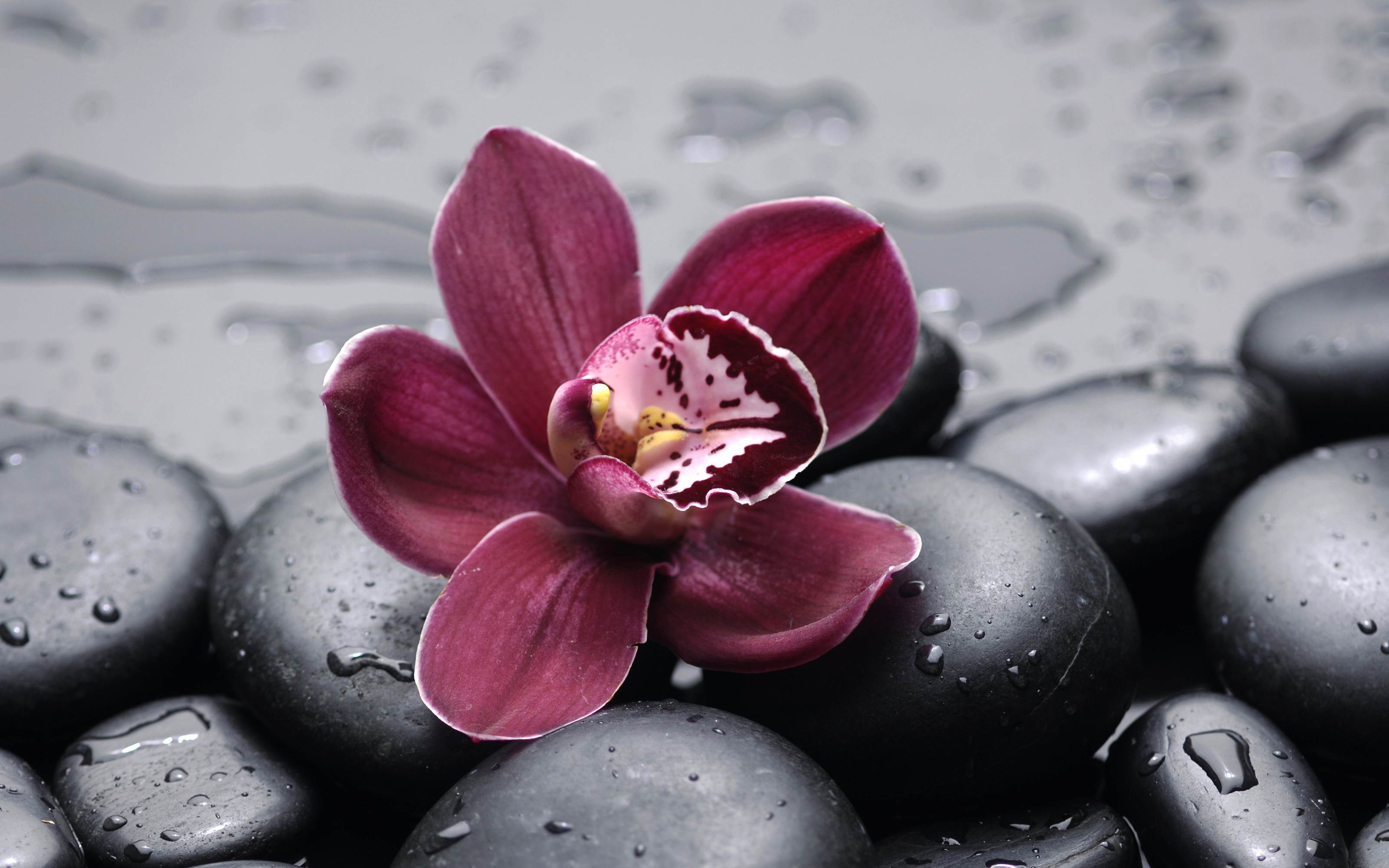 Beautiful Burgundy Orchid HD Desktop Wallpaper