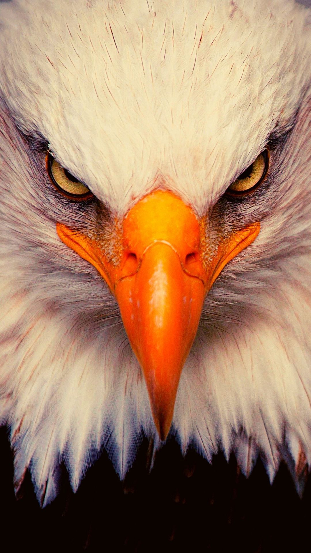 Here Is The Best Collection Of Eagle iPhone Wallpaper For You