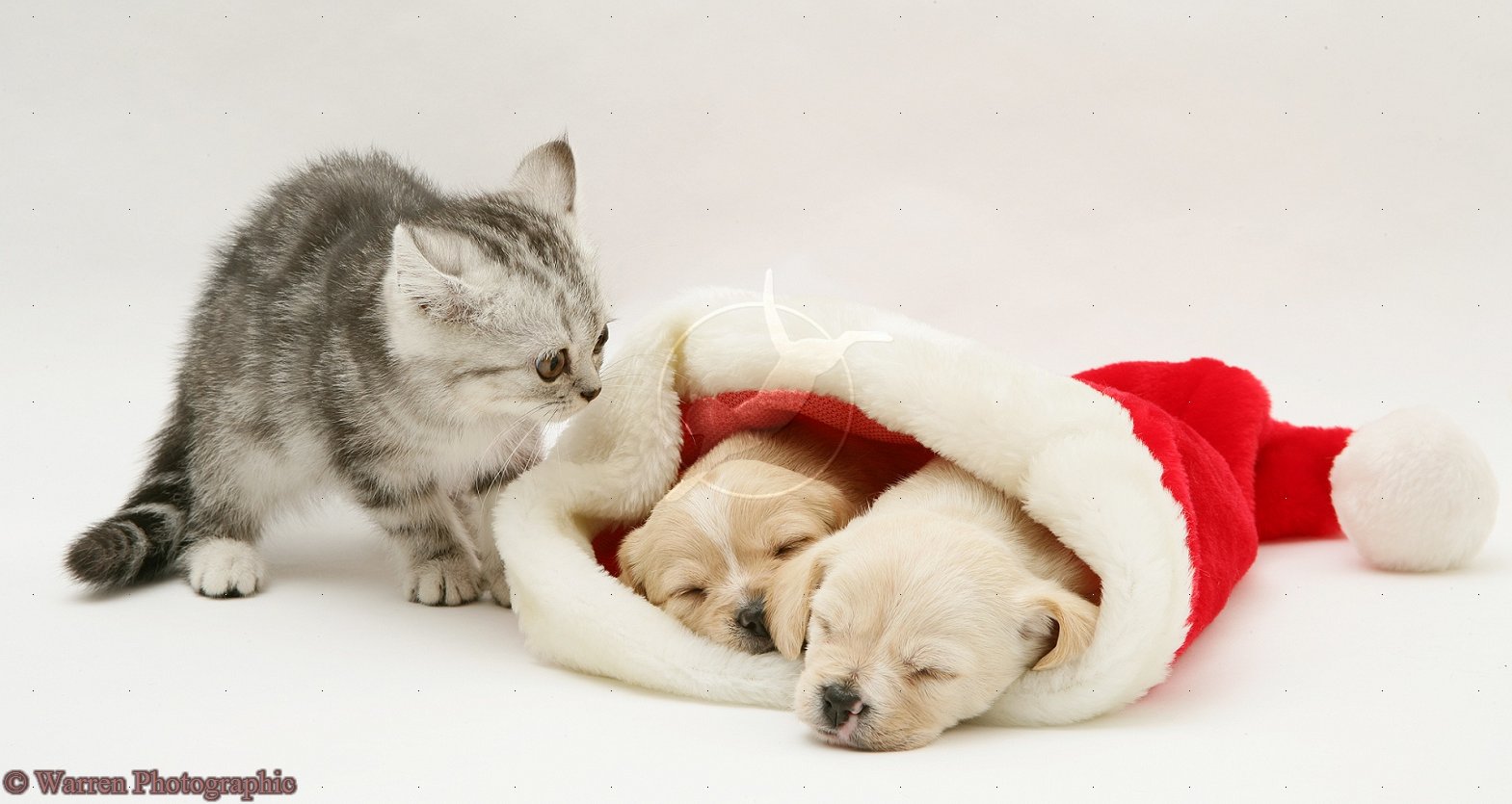 Cute Puppies And Kittens Together Wallpaper Christmas