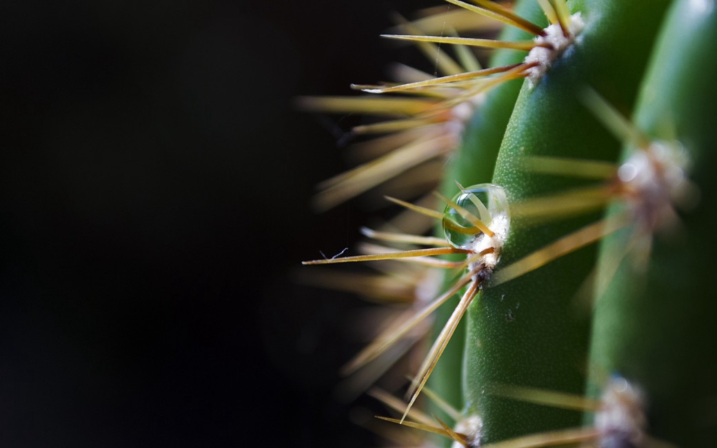 Dark Background Cactus Spines Thorns Green Drop Stock