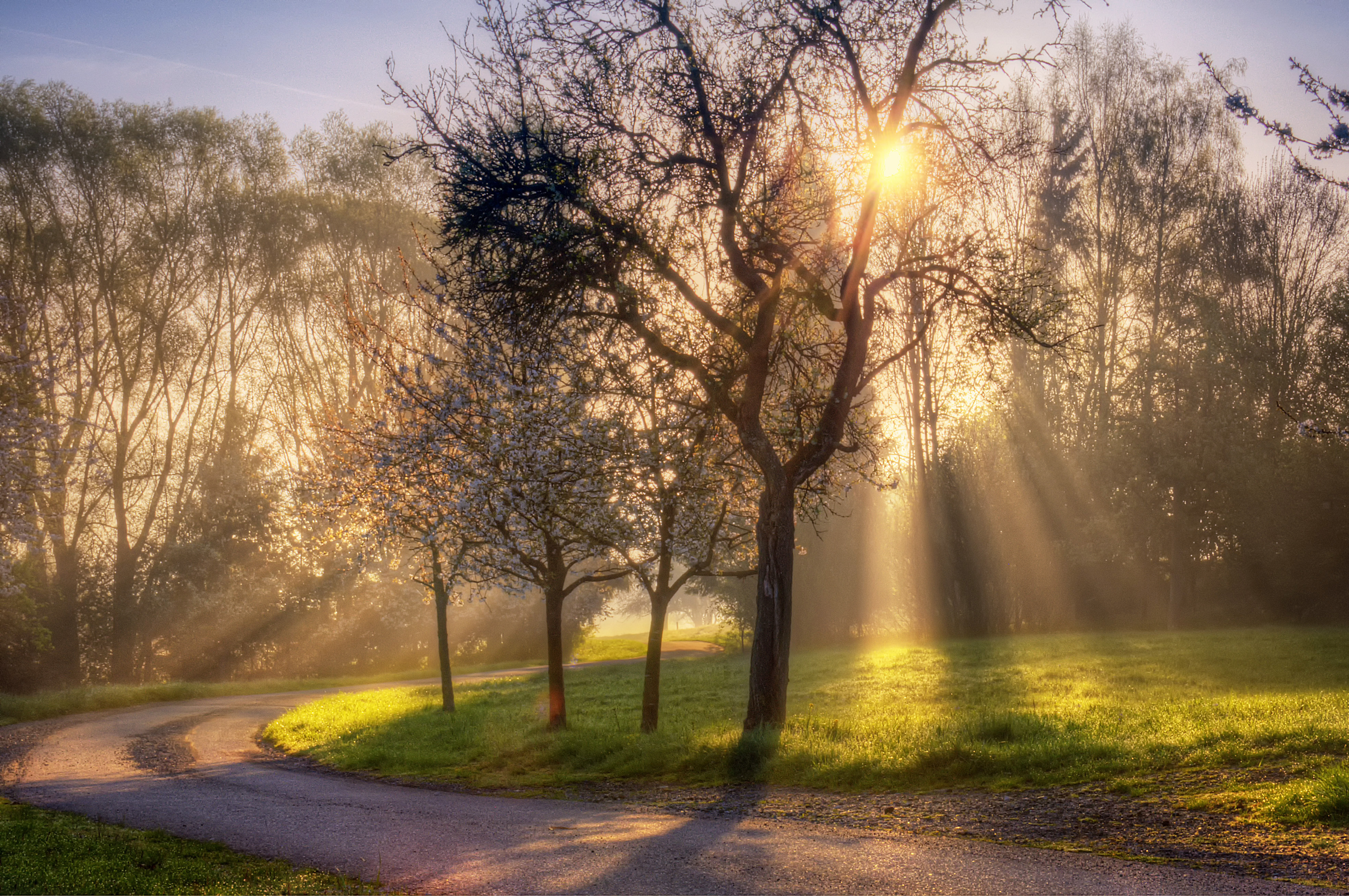 Spring Forest In The Morning Wallpaper And Image