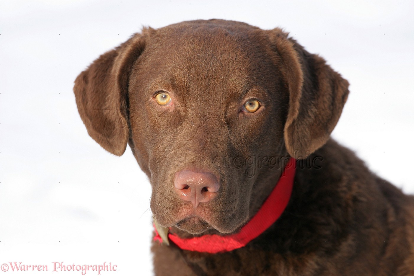 Another Picture Of Chesapeake Bay Retriever Puppy Pictures