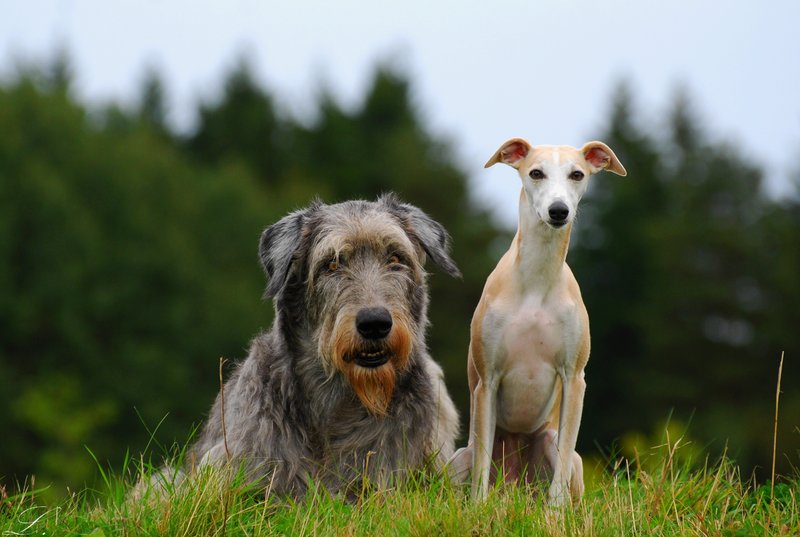 Irish Wolfhound And Whippet By Laura75325
