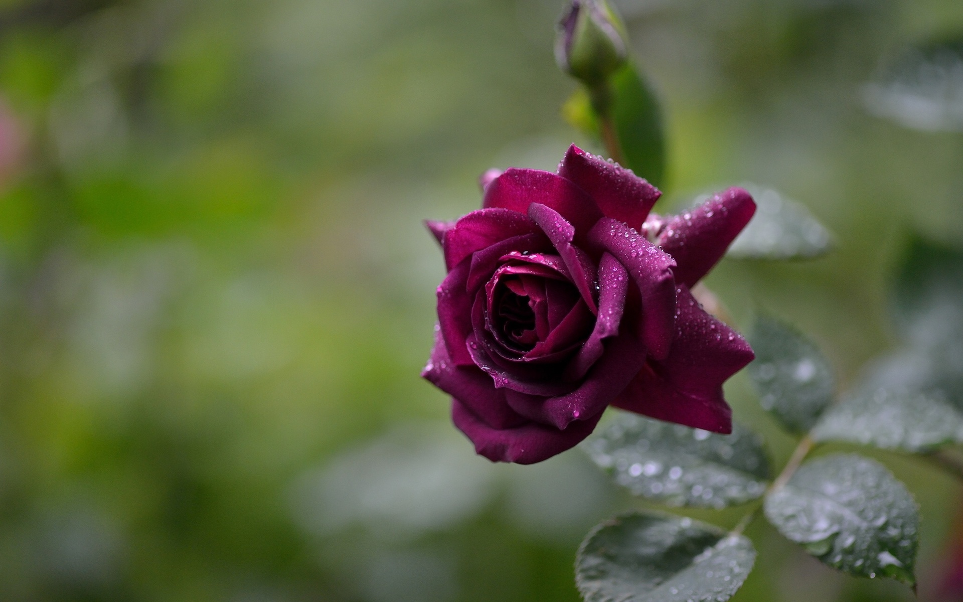 Beautiful Purple Rose Widescreen HD Desktop Backgrounds Photos