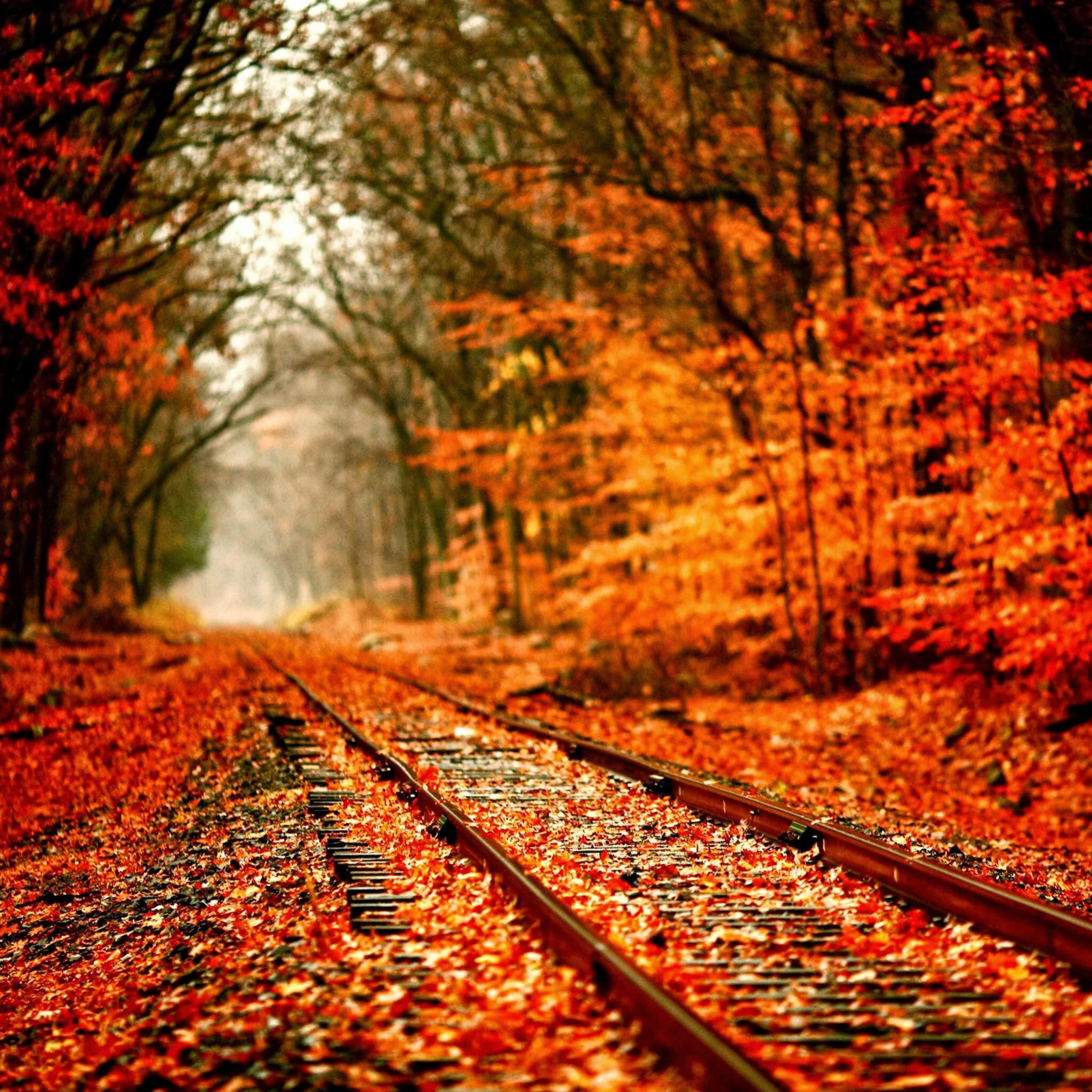 Autumn Railway Covered With Orange Maple Leves iPad Air Wallpaper