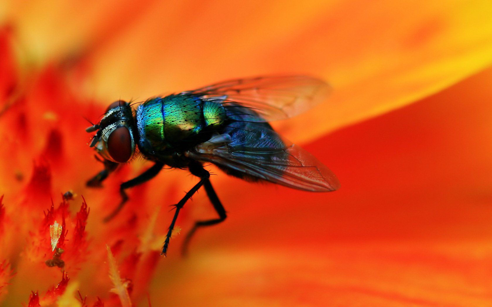 Fly HD Wallpaper Background Image
