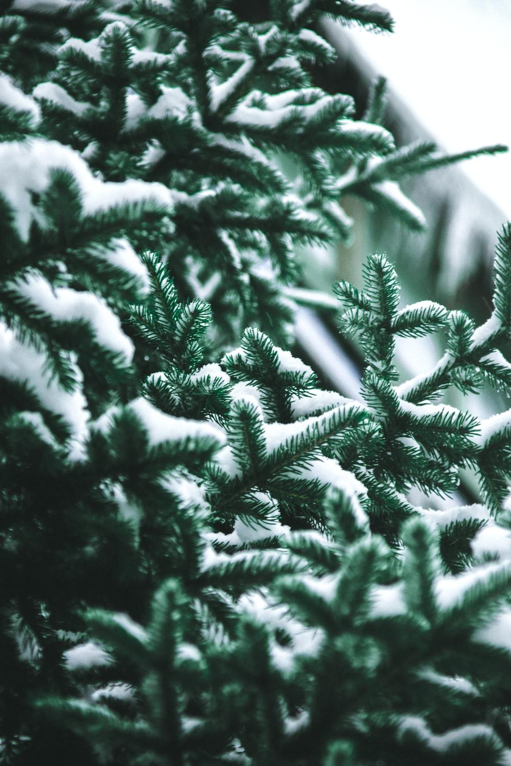 Close Up Photography Of Snow Covered Green Pine Trees Photo