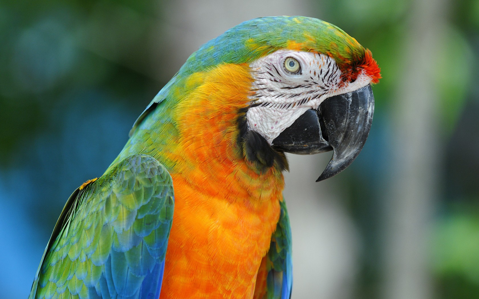 Macaw Colorful Parrot Wallpapers   1680x1050   345949