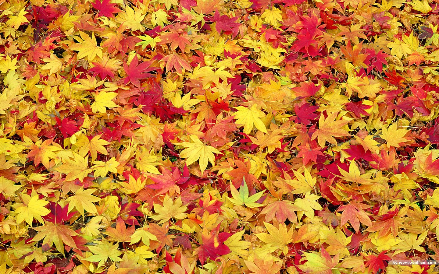 Fall Leaves Wallpaper HD