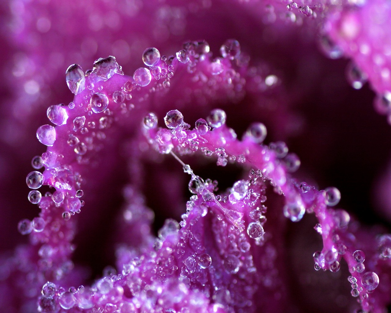 Flowers Pink Purple Water Drops Macro HD Wallpaper Background