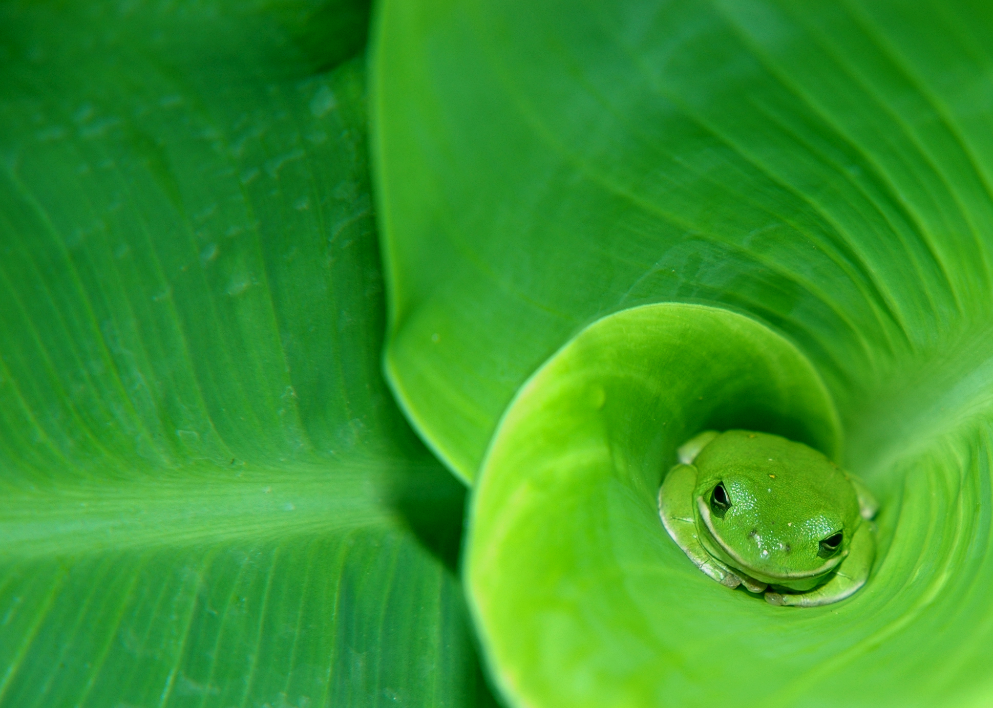 Frog HD Wallpaper