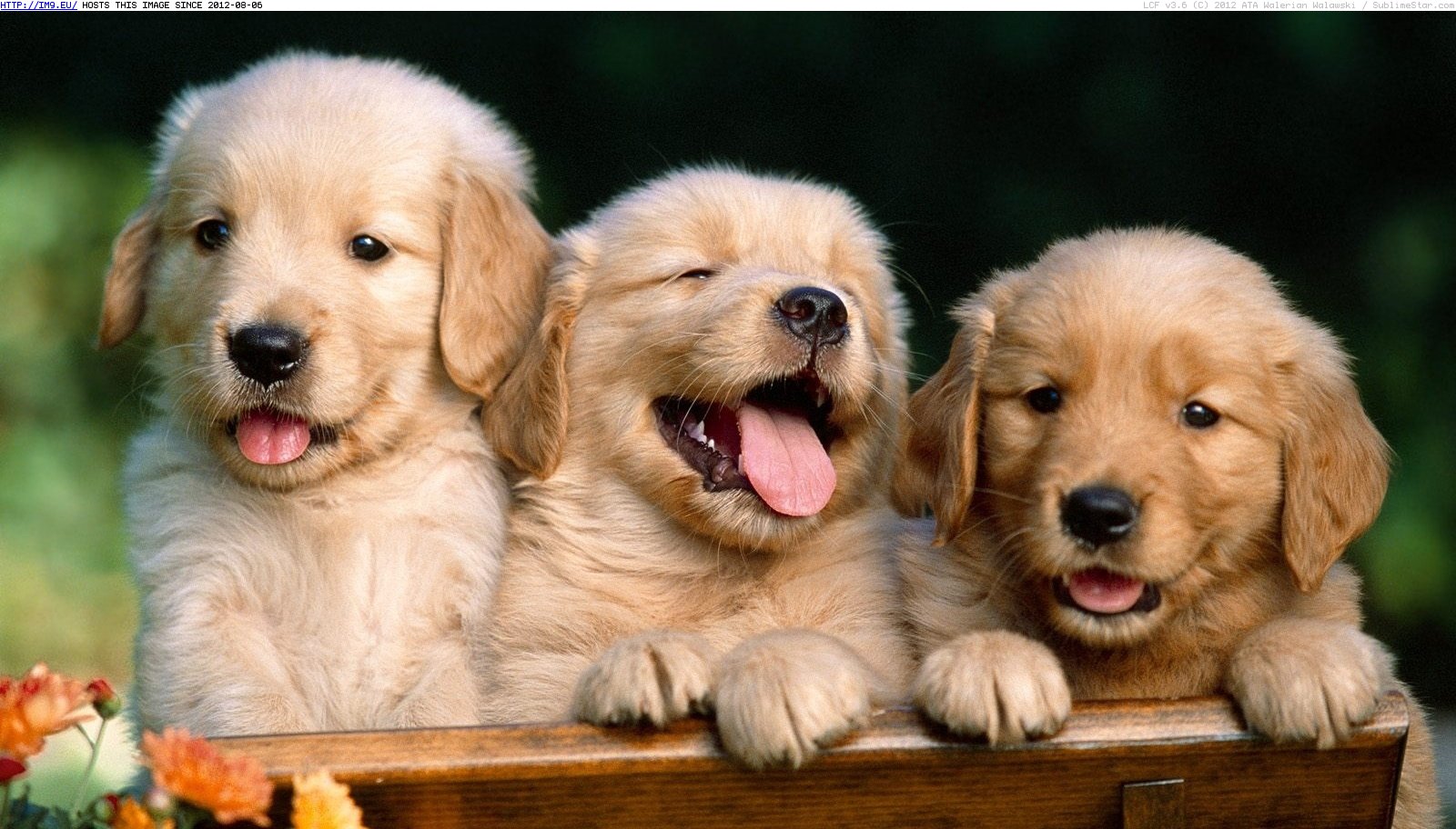 Puppies Of Golden Retriever Wallpaper
