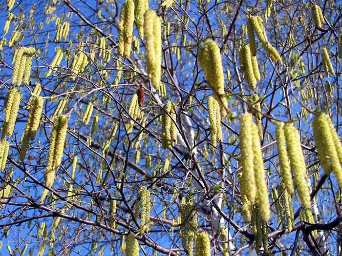 Ontario Birch Tree Early Spring Photos Canada N3987