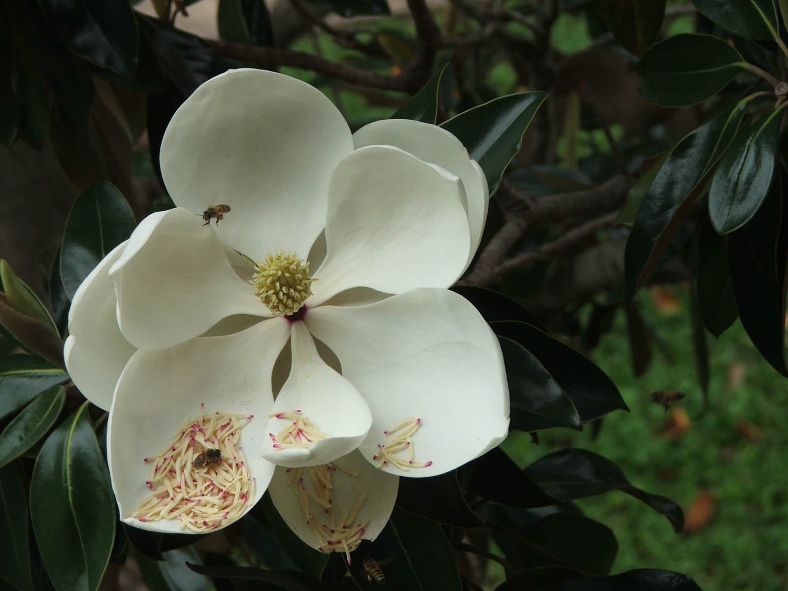 wallpapers Southern Magnolia Flower Wallpapers
