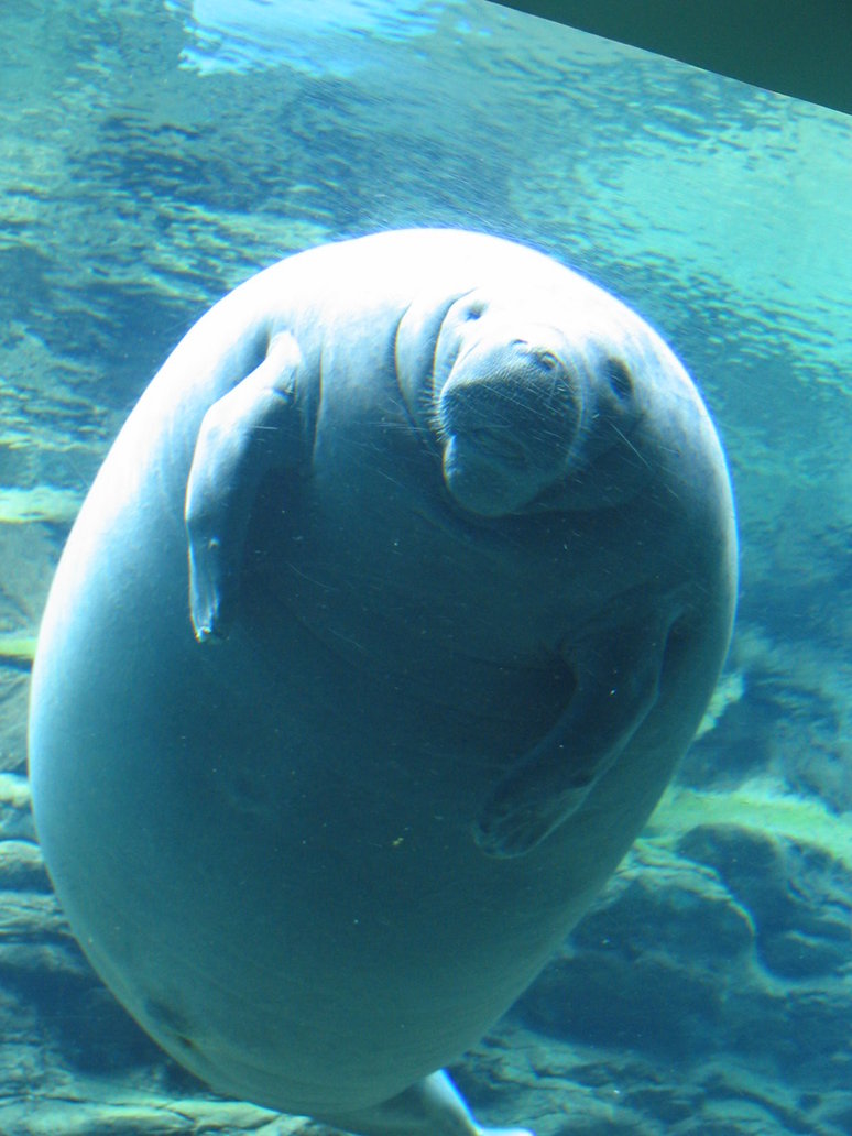 Manatee By Super Slobber Kitty