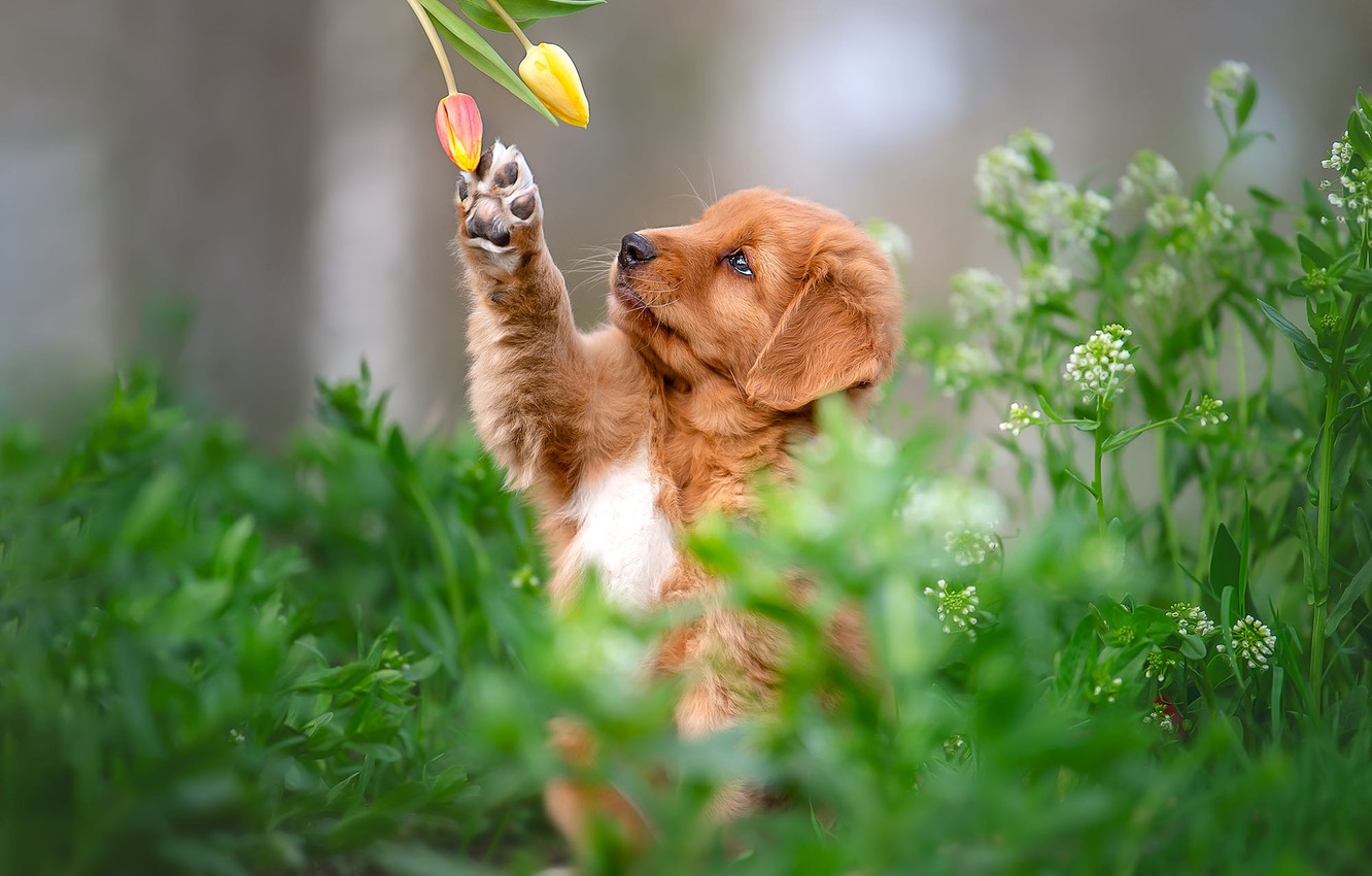 Wallpaper grass look flowers pose paw dog spring baby red