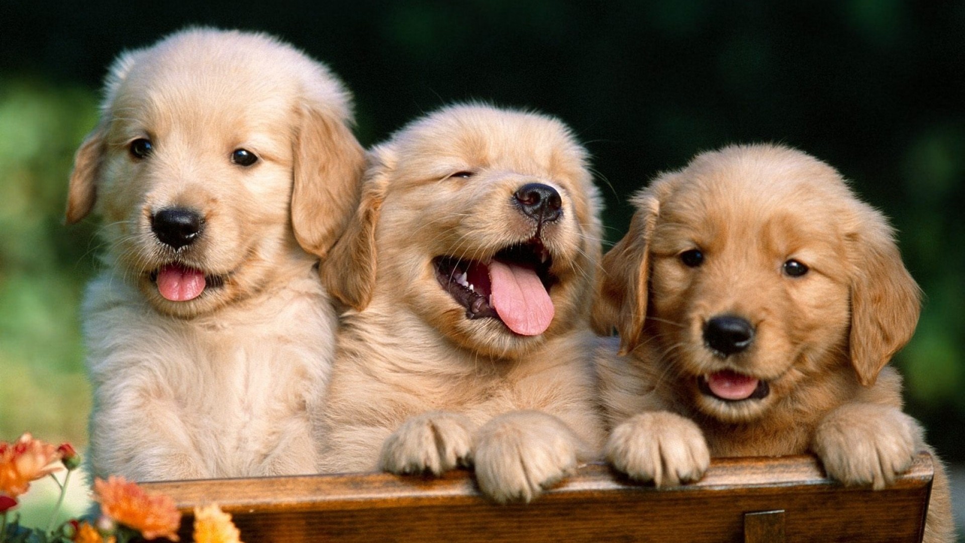 Three adorable golden retriever puppies peek over a wooden fence, their tongues playfully out. One puppy has its eyes closed in a happy expression