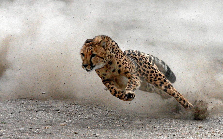 Wallpaper Cheetah Running Baby