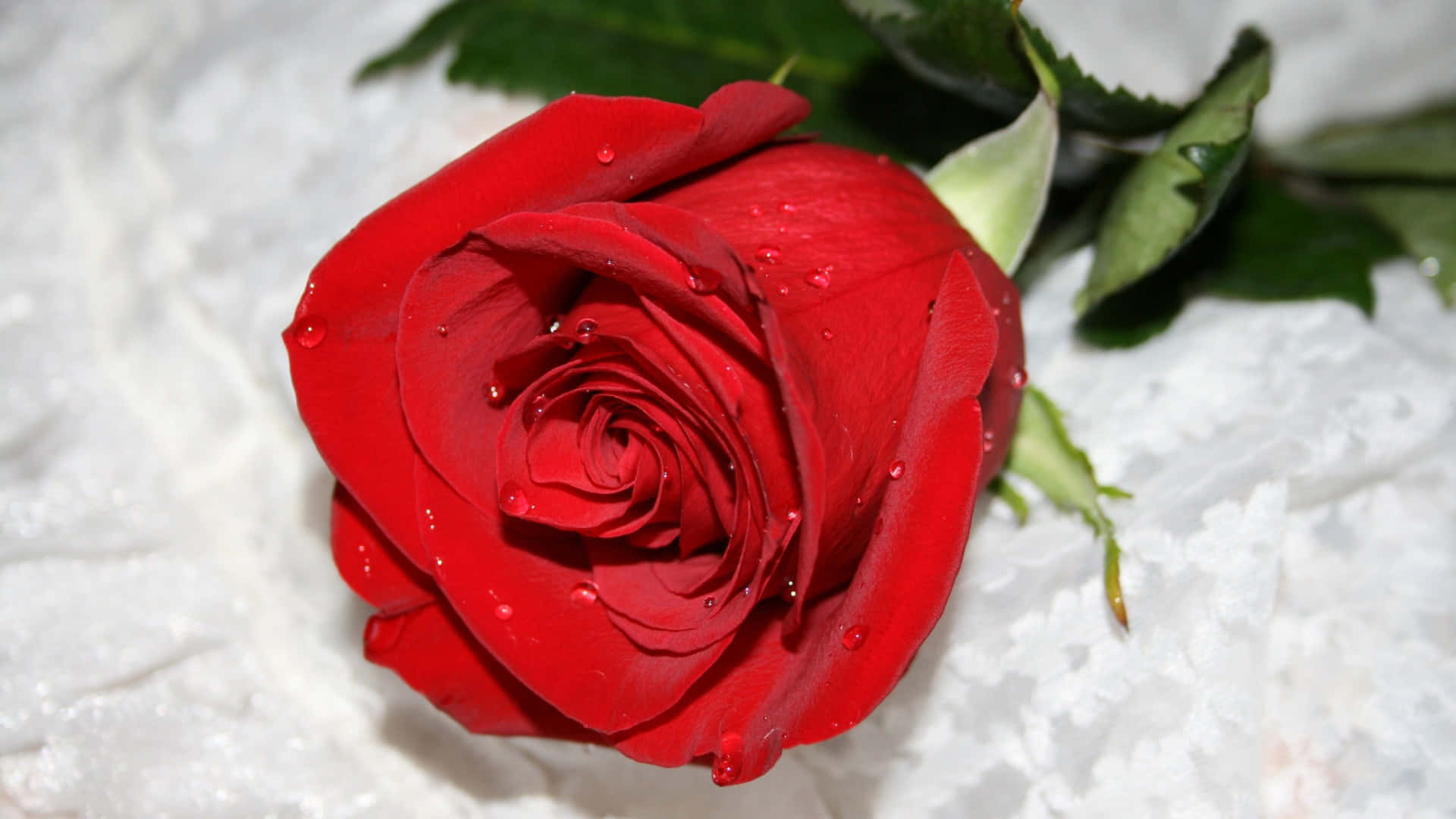 A Delicate Yet Beautiful Cute Rose Wallpaper