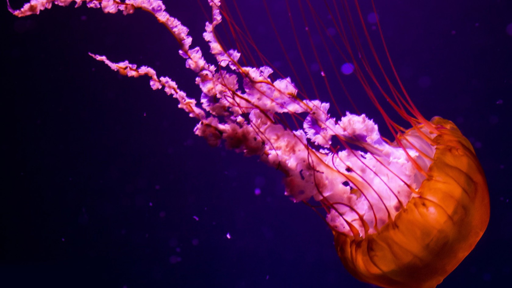 Jellyfish Background HD Wallpaper