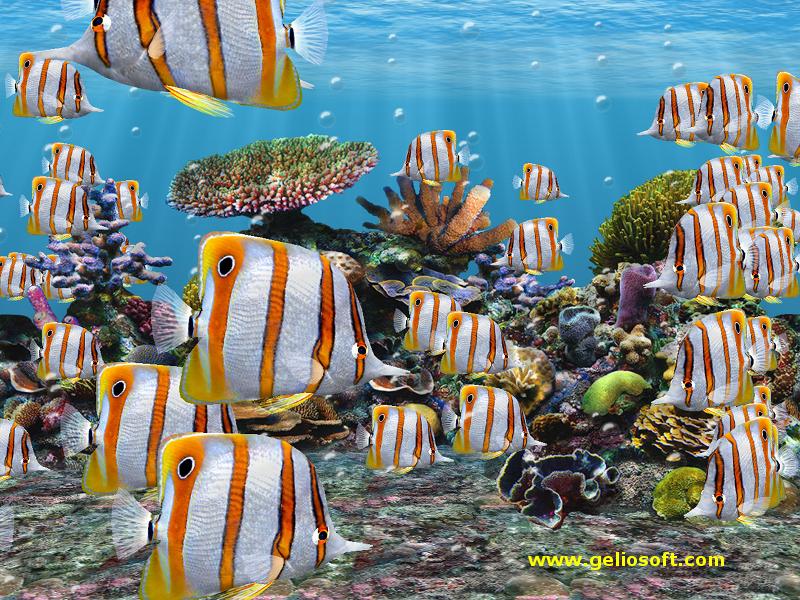 Moving Copperbanded Butterfly Fish Screensaver And Wallpaper