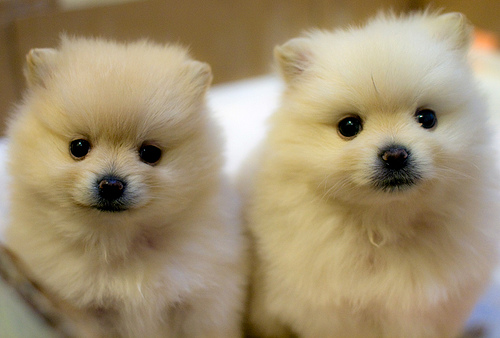 Fun Desktop Wallpaper Pomeranian Puppies
