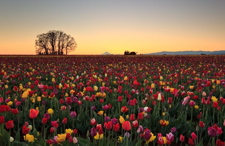 Field Of Tulips Wallpaper