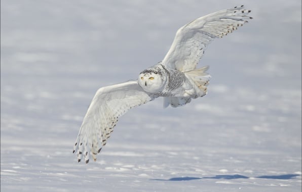 Wallpaper snowy owl snowy owl snowy owl wings snow winter flight