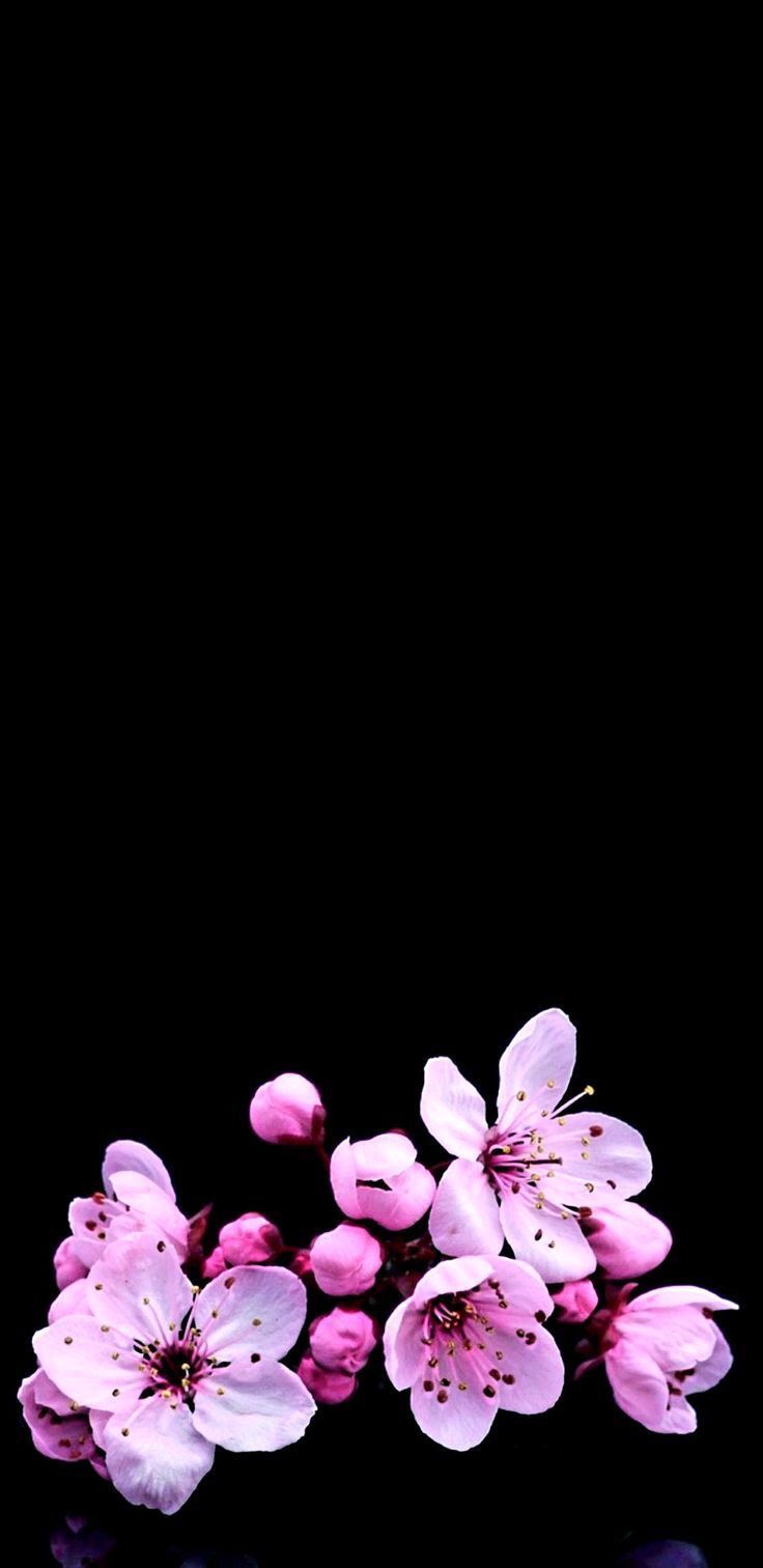 Black Wallpaper iPhone Android Cherry Blossom