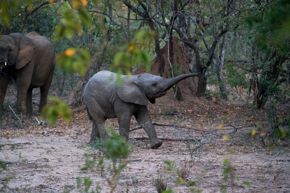 Indian Elephant Pictures Image Stock