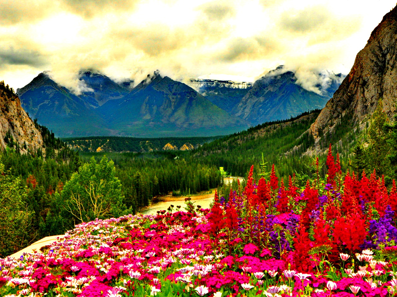 Free download Spring mountain flowers [for your Desktop