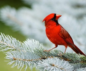 Small Red Sparrow Bird Photo HD Wallpaper Rocks