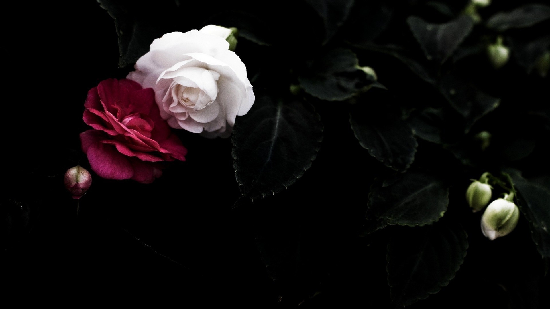 Flowers Rose Dark Wallpaper HD Desktop And Mobile