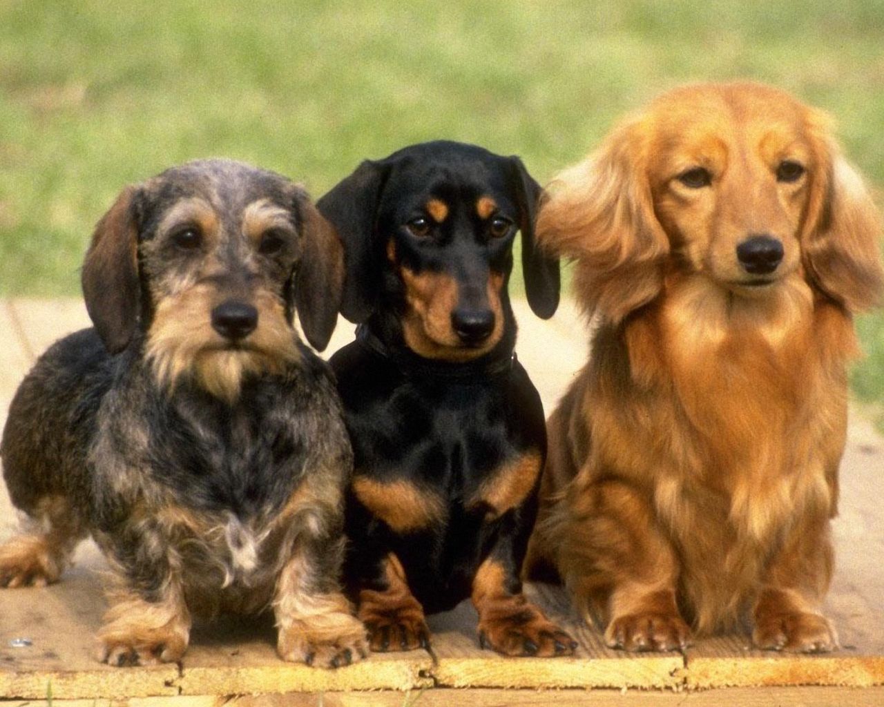 Wallpaper Dachshund Pictures