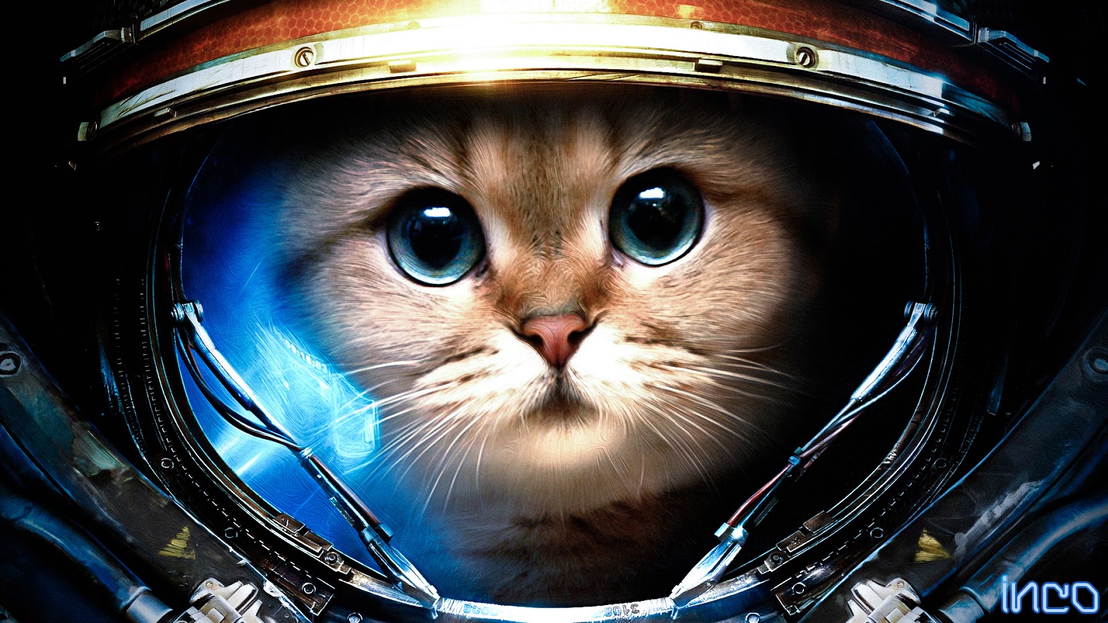 Cute Cat Animal Astronaut Widescreen HD Wallpaper j1