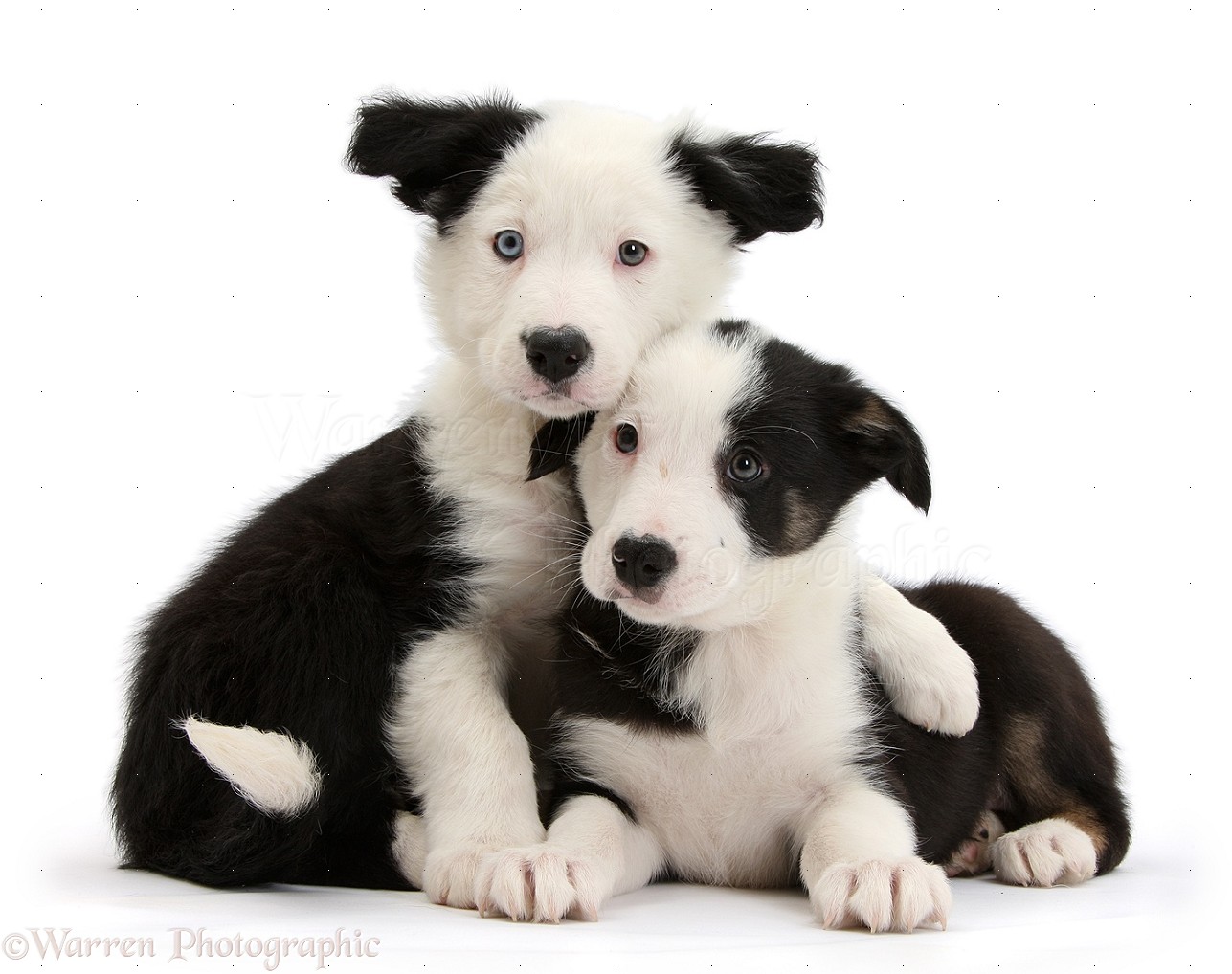 Two Black And White Border Collie Puppies Background Jpg