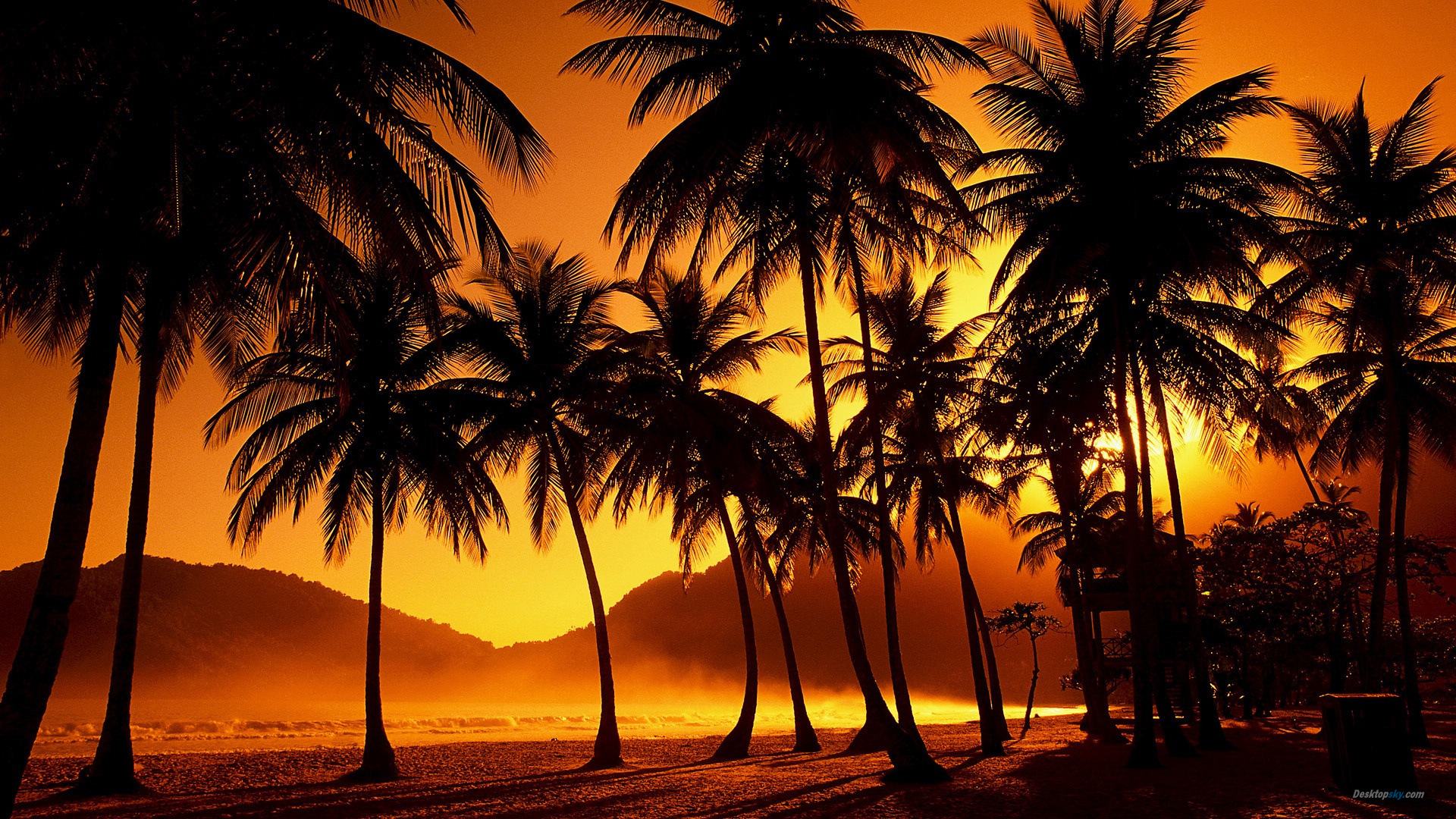 Wallpapers Backgrounds   Palm tree sunset beautiful Desktop Wallpaper