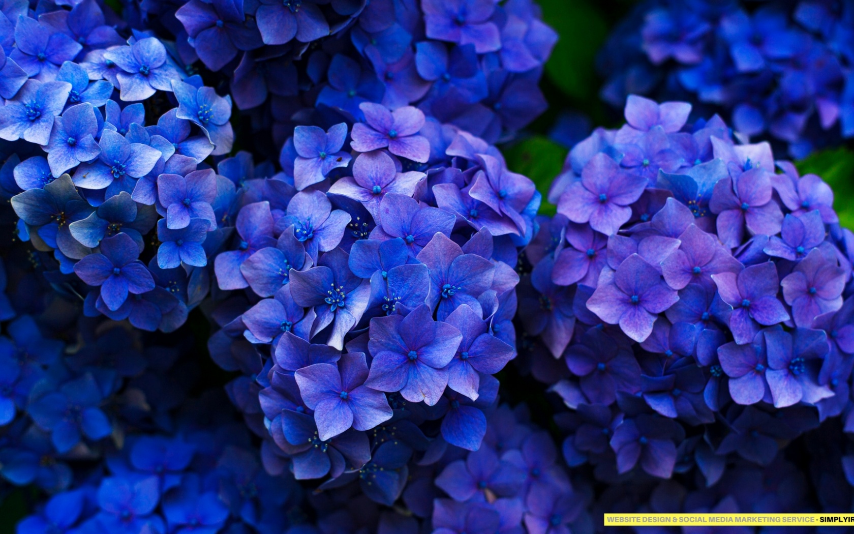 Flower Wallpaper Simplyirfan Desktop Pc And Mac