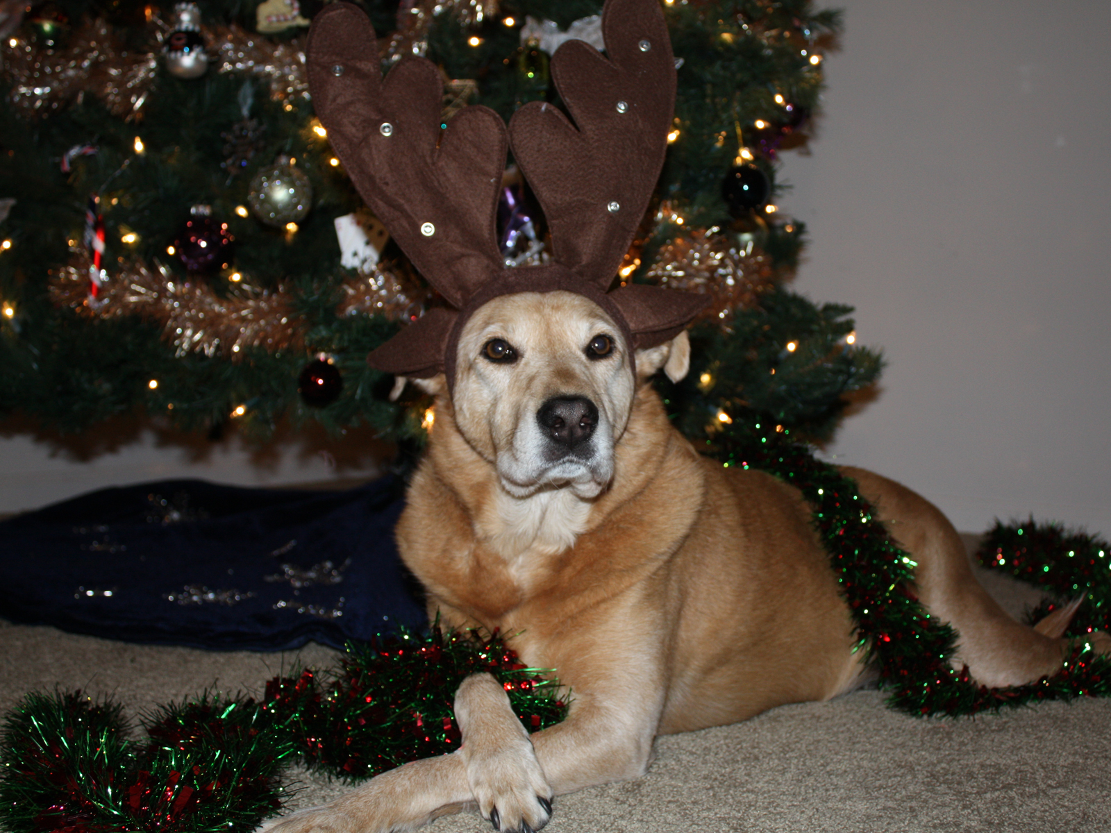 Christmas Wallpaper Zamboni Dog With Antlers