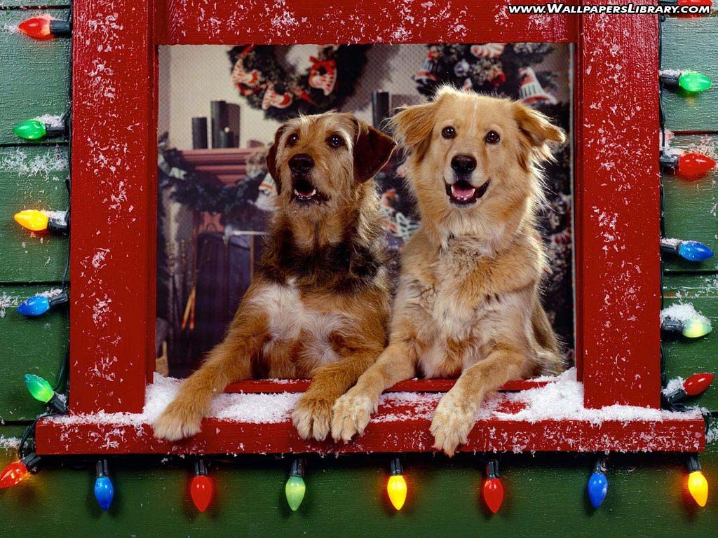 Download Christmas Dogs Wallpaper Christmas Gift And Dog