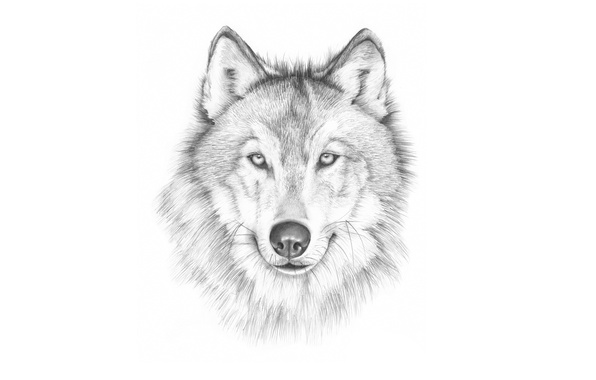 Wallpaper Wolf Painting Face Light Background