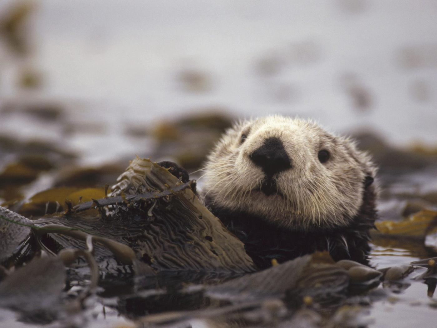Pics Photos Otter Wallpaper Animal