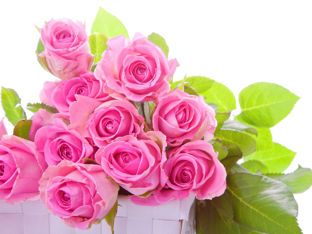 Pink Rose Wallpapers HD Pictures Flowers One HD